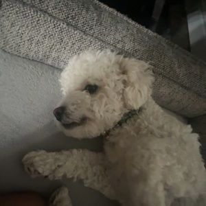 Meet your Posher, Daniela